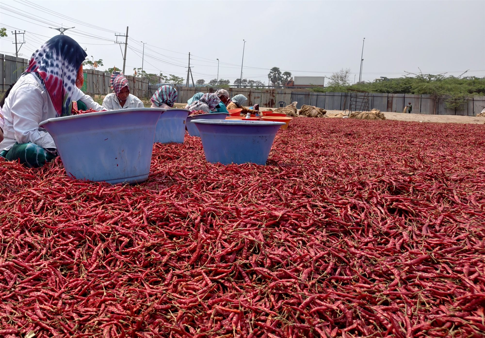 Teja whole red chilli used in Gaman Impex cleaning services